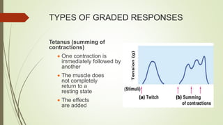 TYPES OF GRADED RESPONSES
Tetanus (summing of
contractions)
 One contraction is
immediately followed by
another
 The muscle does
not completely
return to a
resting state
 The effects
are added
 