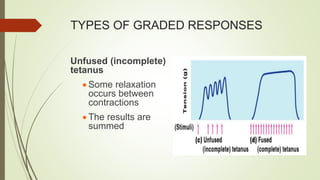 TYPES OF GRADED RESPONSES
Unfused (incomplete)
tetanus
 Some relaxation
occurs between
contractions
 The results are
summed
 