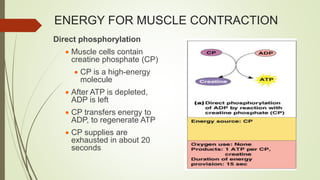 ENERGY FOR MUSCLE CONTRACTION
Direct phosphorylation
 Muscle cells contain
creatine phosphate (CP)
 CP is a high-energy
molecule
 After ATP is depleted,
ADP is left
 CP transfers energy to
ADP, to regenerate ATP
 CP supplies are
exhausted in about 20
seconds
 