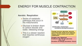ENERGY FOR MUSCLE CONTRACTION
Aerobic Respiration
 Series of metabolic
pathways that occur in
the mitochondria
 Glucose is broken down
to carbon dioxide and
water, releasing energy
 This is a slower reaction
that requires continuous
oxygen
 
