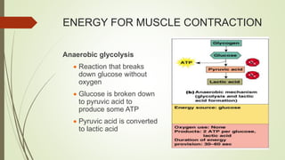 ENERGY FOR MUSCLE CONTRACTION
Anaerobic glycolysis
 Reaction that breaks
down glucose without
oxygen
 Glucose is broken down
to pyruvic acid to
produce some ATP
 Pyruvic acid is converted
to lactic acid
 