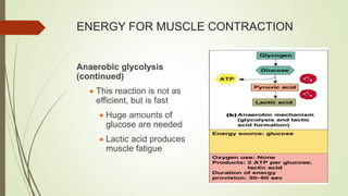 ENERGY FOR MUSCLE CONTRACTION
Anaerobic glycolysis
(continued)
 This reaction is not as
efficient, but is fast
 Huge amounts of
glucose are needed
 Lactic acid produces
muscle fatigue
 