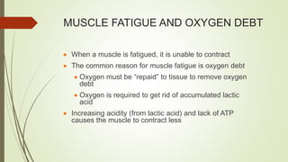 MUSCLE FATIGUE AND OXYGEN DEBT
 When a muscle is fatigued, it is unable to contract
 The common reason for muscle fatigue is oxygen debt
 Oxygen must be “repaid” to tissue to remove oxygen
debt
 Oxygen is required to get rid of accumulated lactic
acid
 Increasing acidity (from lactic acid) and lack of ATP
causes the muscle to contract less
 