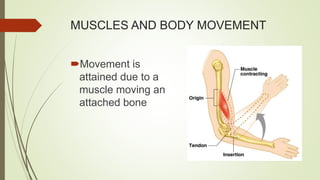 MUSCLES AND BODY MOVEMENT
Movement is
attained due to a
muscle moving an
attached bone
 