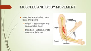 MUSCLES AND BODY MOVEMENT
 Muscles are attached to at
least two points
 Origin – attachment to a
immoveable bone
 Insertion – attachment to
an movable bone
 