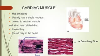CARDIAC MUSCLE
 Has striations
 Usually has a single nucleus
 Joined to another muscle
cell at an intercalated disc
 Involuntary
 Found only in the heart
Branching Fiber
 
