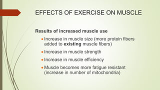 EFFECTS OF EXERCISE ON MUSCLE
Results of increased muscle use
 Increase in muscle size (more protein fibers
added to existing muscle fibers)
 Increase in muscle strength
 Increase in muscle efficiency
 Muscle becomes more fatigue resistant
(increase in number of mitochondria)
 