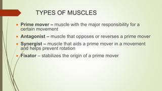 TYPES OF MUSCLES
 Prime mover – muscle with the major responsibility for a
certain movement
 Antagonist – muscle that opposes or reverses a prime mover
 Synergist – muscle that aids a prime mover in a movement
and helps prevent rotation
 Fixator – stabilizes the origin of a prime mover
 