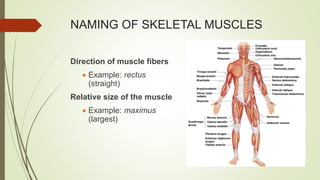 NAMING OF SKELETAL MUSCLES
Direction of muscle fibers
 Example: rectus
(straight)
Relative size of the muscle
 Example: maximus
(largest)
 