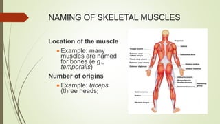 NAMING OF SKELETAL MUSCLES
Location of the muscle
 Example: many
muscles are named
for bones (e.g.,
temporalis)
Number of origins
 Example: triceps
(three heads)
 