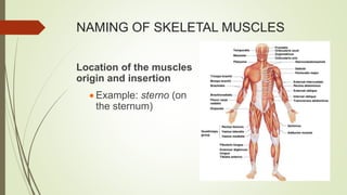 NAMING OF SKELETAL MUSCLES
Location of the muscles
origin and insertion
 Example: sterno (on
the sternum)
 