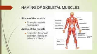 NAMING OF SKELETAL MUSCLES
Shape of the muscle
 Example: deltoid
(triangular)
Action of the muscle
 Example: flexor and
extensor (flexes or
extends a bone)
 