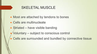 SKELETAL MUSCLE
 Most are attached by tendons to bones
 Cells are multinucleate
 Striated – have visible banding
 Voluntary – subject to conscious control
 Cells are surrounded and bundled by connective tissue
 