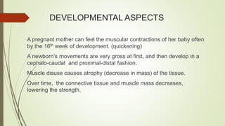 DEVELOPMENTAL ASPECTS
A pregnant mother can feel the muscular contractions of her baby often
by the 16th week of development. (quickening)
A newborn’s movements are very gross at first, and then develop in a
cephalo-caudal and proximal-distal fashion.
Muscle disuse causes atrophy (decrease in mass) of the tissue.
Over time, the connective tissue and muscle mass decreases,
lowering the strength.
 
