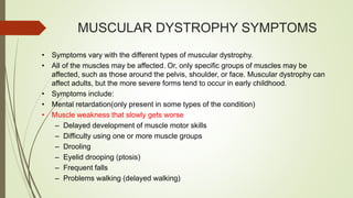 MUSCULAR DYSTROPHY SYMPTOMS
• Symptoms vary with the different types of muscular dystrophy.
• All of the muscles may be affected. Or, only specific groups of muscles may be
affected, such as those around the pelvis, shoulder, or face. Muscular dystrophy can
affect adults, but the more severe forms tend to occur in early childhood.
• Symptoms include:
• Mental retardation(only present in some types of the condition)
• Muscle weakness that slowly gets worse
– Delayed development of muscle motor skills
– Difficulty using one or more muscle groups
– Drooling
– Eyelid drooping (ptosis)
– Frequent falls
– Problems walking (delayed walking)
 