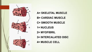 A= SKELETAL MUSCLE
B= CARDIAC MUSCLE
C= SMOOTH MUSCLE
1= NUCLEUS
2= MYOFIBRIL
3= INTERCALATED DISC
4= MUSCLE CELL
 