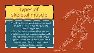 Type 1 Muscles Examples Muscular System Anatomy Presentation in a Blue Yellow Red Bold Style ...