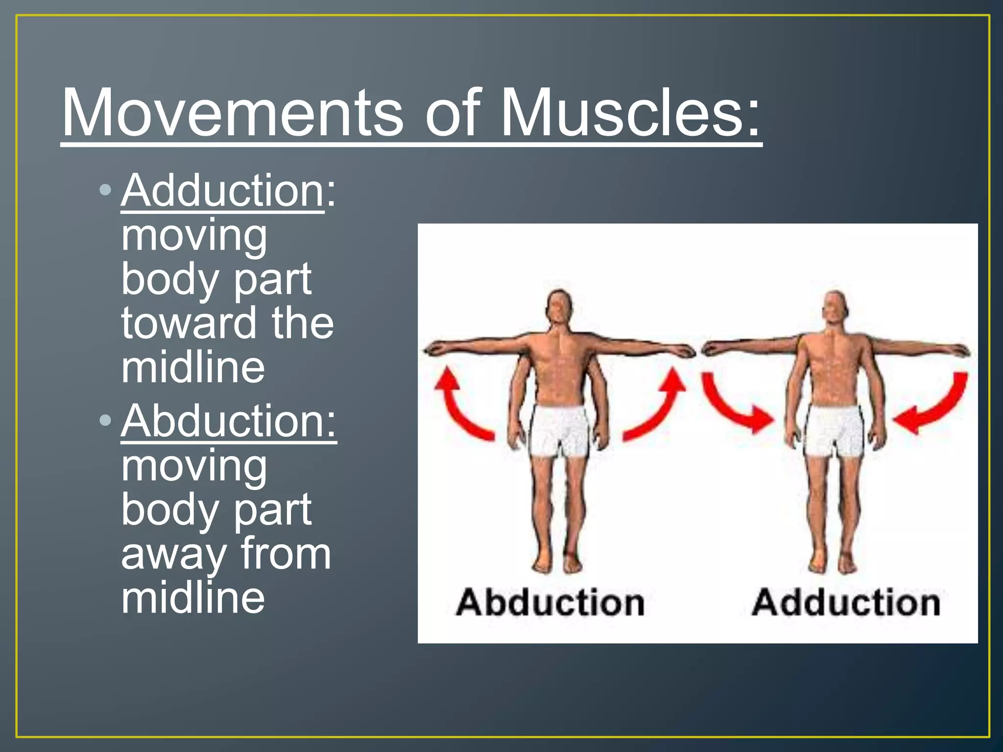 MUSCULAR SYSTEM AND FUNCTIONS P5.pptx