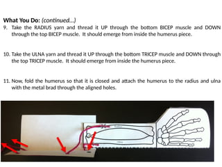 Muscle Thread Muscular System and LAB powerpoint with lab | PPTX