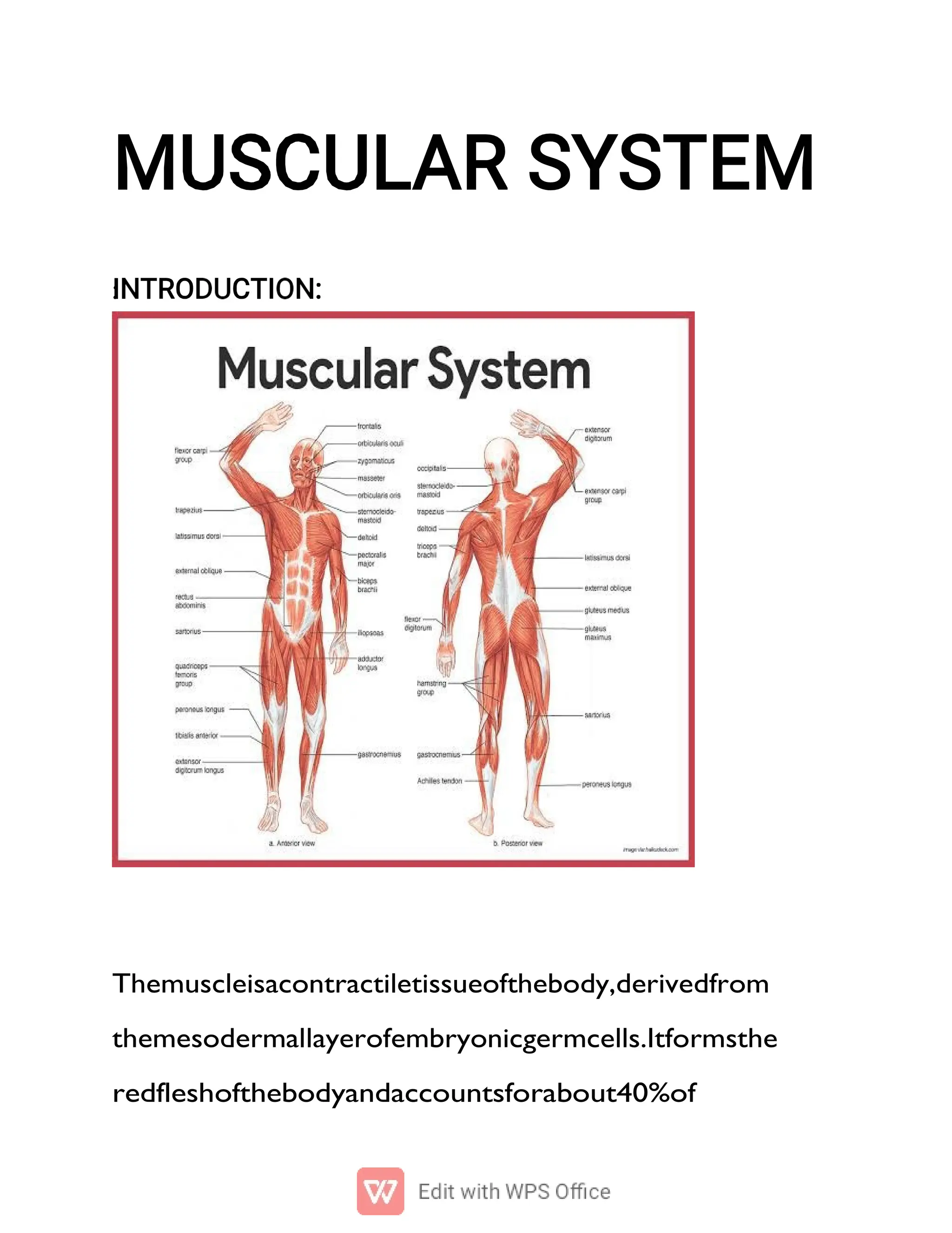 Muscular System Definition The muscular system is an organ system composed of specialized ...