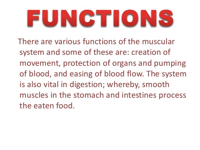 Muscular system by Ishika & Priyanshi