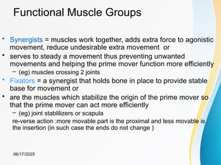 Synergist Example MUSCULAR SYSTEM BY MR ANDREW.pptxorthopaed | PPTX