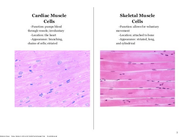 Muscular system chapter