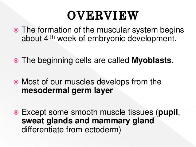 MUSCULAR SYSTEM DEVELOPMENT (Human Embryology)