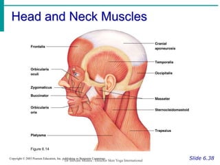 muscular system final.ppt
