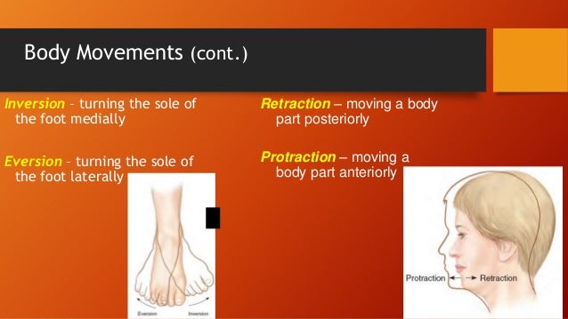 Muscular system(final report)