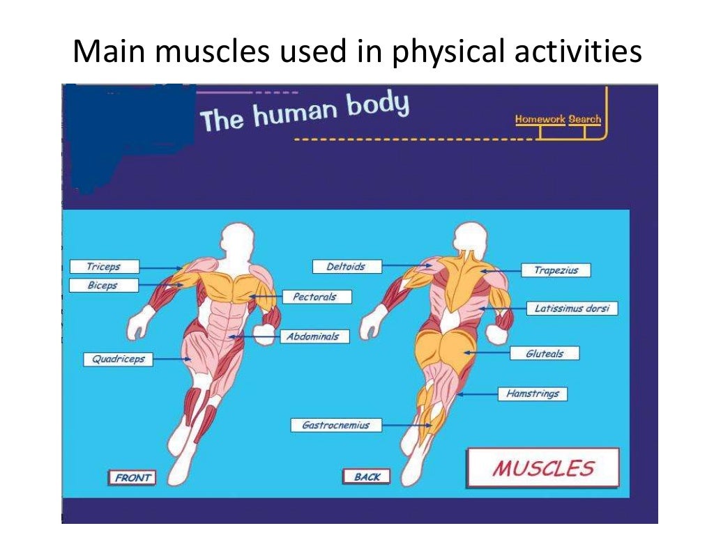 Muscular system lesson 1