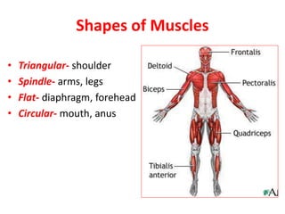 Triangular Parallel Muscle Muscular system of vertebrates | PPTX