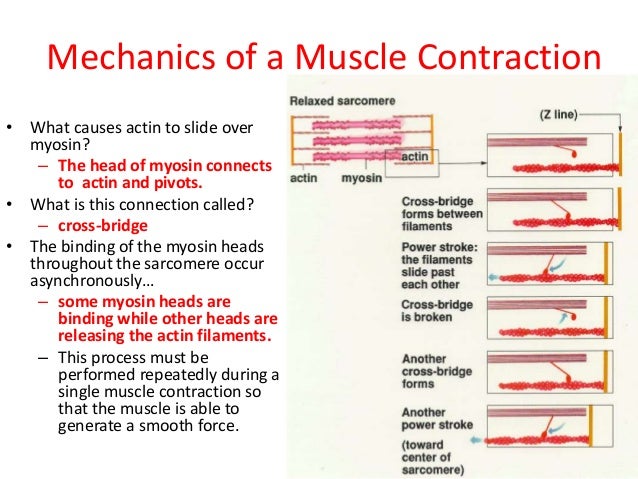 Muscular system of vertebrates