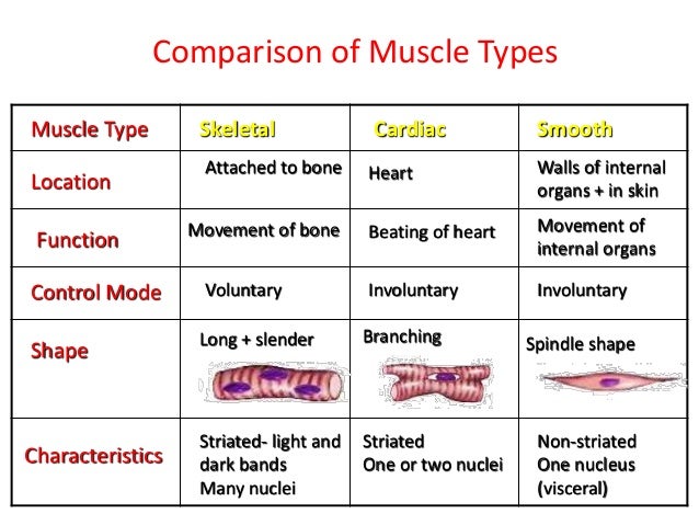 Muscular system of vertebrates