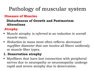Pathology of muscular system
Diseases of Muscles
Disturbances of Growth and Postmortem
Alterations
Atrophy
 Muscle atrophy is referred to as reduction in overall
muscle mass.
 Reduction in mass most often reflects decreased
myofiber diameter that can involve all fibers uniformly
or muscle fiber types.
1. Denervation atrophy
 Myofibers that have lost connection with peripheral
nerves due to neuropathy or neuronopathy undergo
rapid and severe atrophy due to denervation.
 