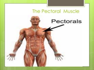 The Pectoral Muscle
 