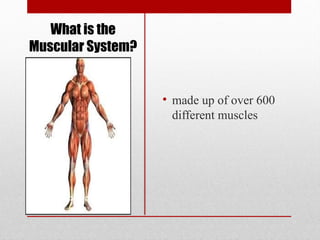 Muscular System Power Point - MUSCULAR SYSTEM | PPTX