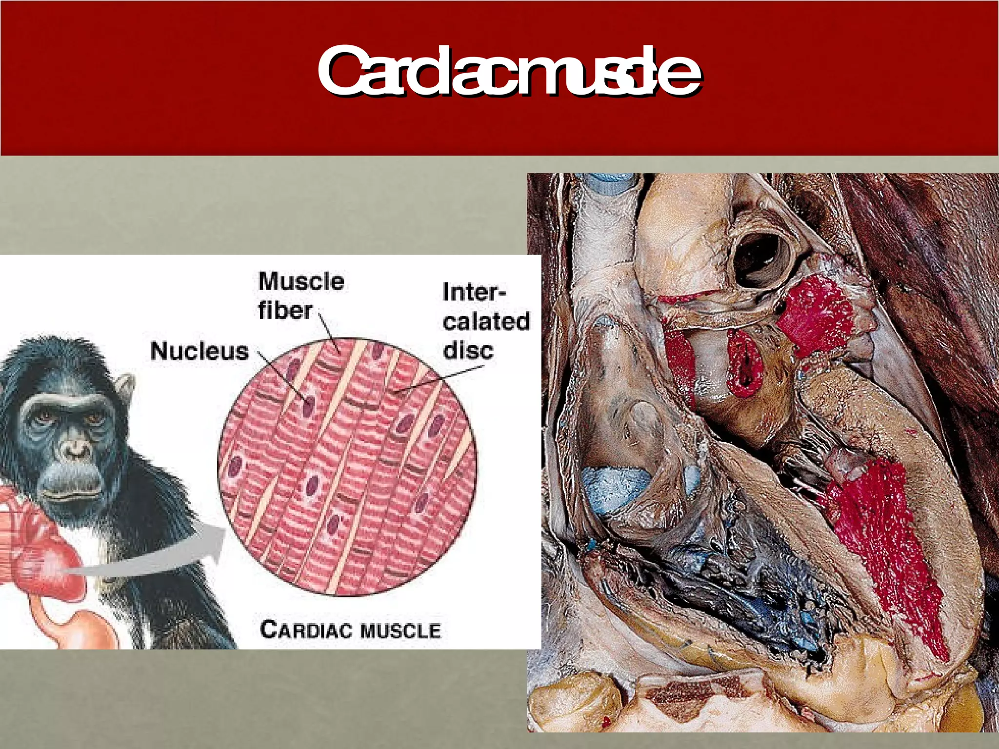 Muscular System Ppt PPT Muscular system ppt ppt