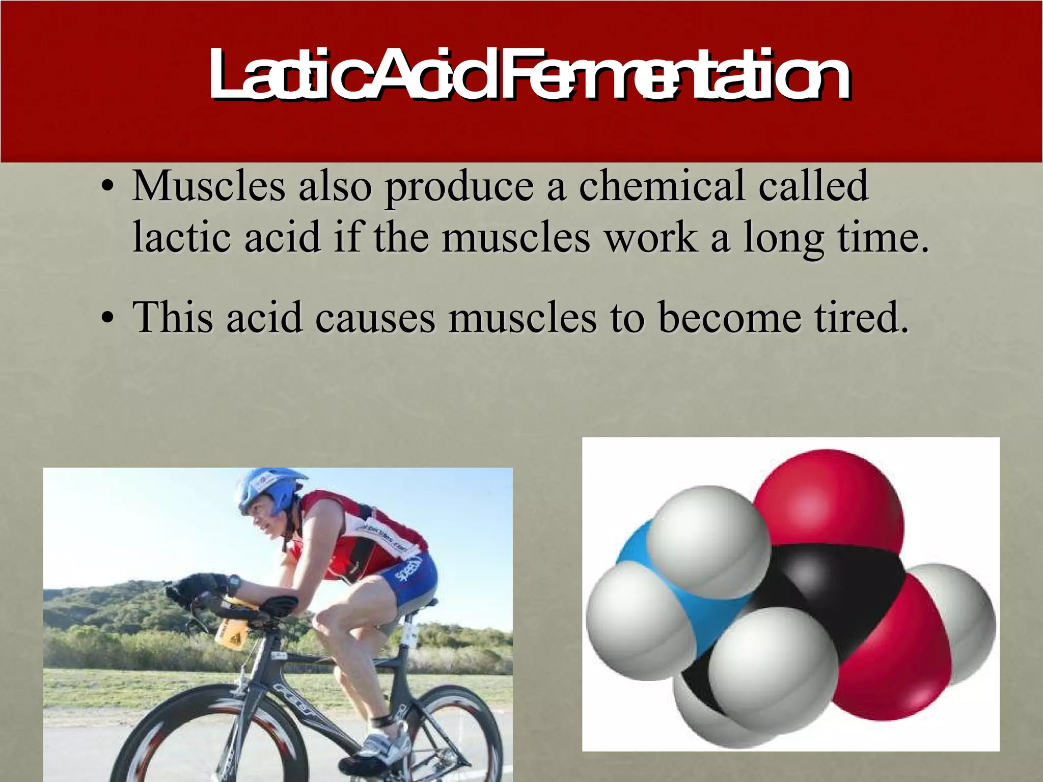 Muscular System Ppt PPT Muscular system ppt ppt