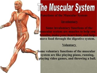 <ul><li>Functions of the Muscular System   </li></ul><ul><li>Involuntary </li></ul><ul><li>Some involuntary functions of t...