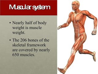Muscular system <ul><li>Nearly half of body weight is muscle weight. </li></ul><ul><li>The 206 bones of the skeletal frame...