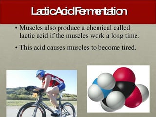 Lactic Acid Fermentation <ul><li>Muscles also produce a chemical called lactic acid if the muscles work a long time. </li>...