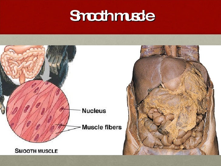 Muscular System Ppt