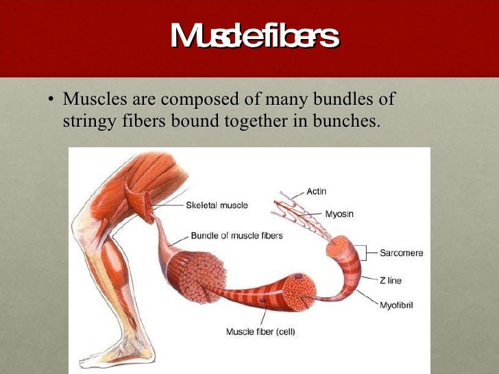 Muscular System Ppt