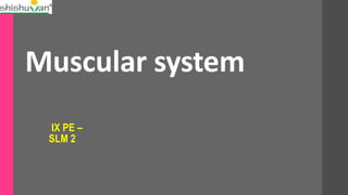 Muscular system
IX PE –
SLM 2
 