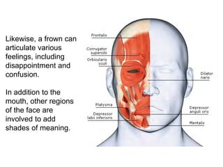 Muscular | PDF