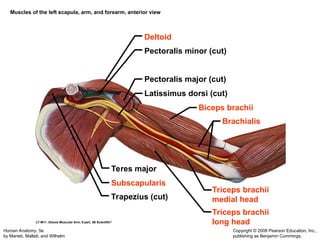 Muscular System Updated that includes detailed slides of the muscles | PPT