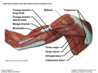 Muscular System Updated that includes detailed slides of the muscles | PPT