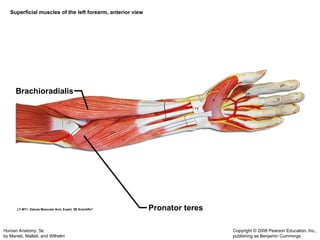 Muscular System Updated that includes detailed slides of the muscles | PPT