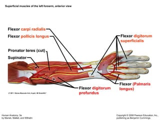 Muscular System Updated that includes detailed slides of the muscles | PPT
